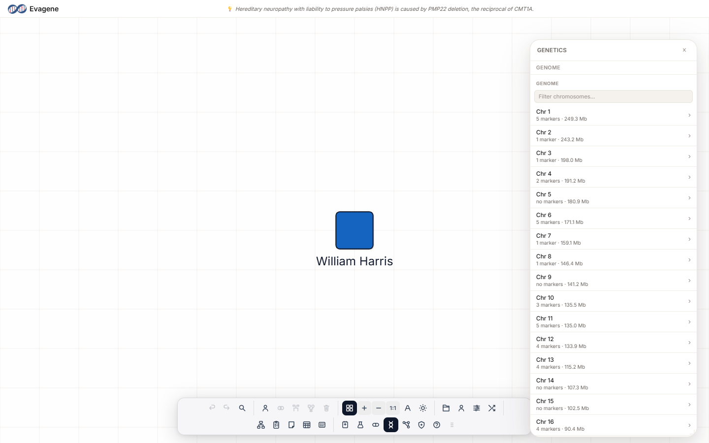 The Genetics panel genome view for a pedigree that has genetic markers recorded.