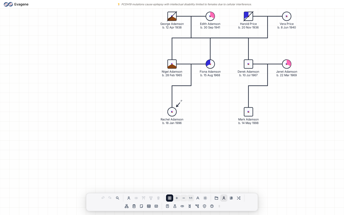 The Evagene editor showing an example family pedigree on the canvas with the floating dock toolbar.